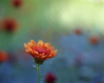 唯美菊花鲜花图片