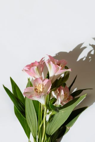 白色纯洁百合摄影素材