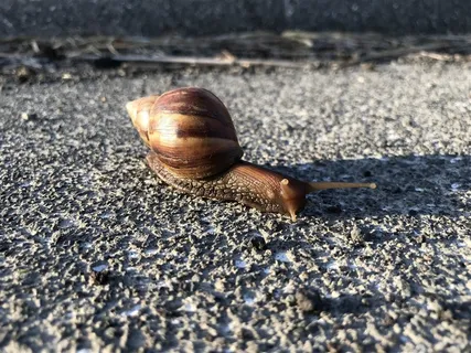 可爱的蜗牛摄影图片