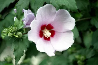 清新木槿花图片