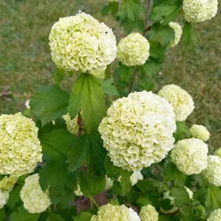 绣球花花团绽放图片