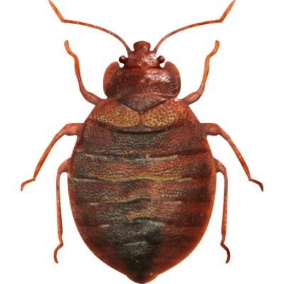 臭虫 PNG免抠(400x400)
