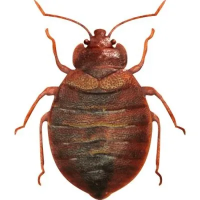 臭虫 PNG免抠(400x400)