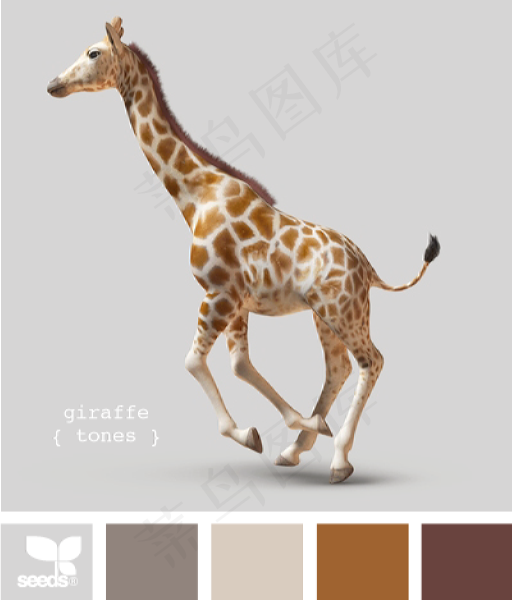 动物配色色卡色彩搭配