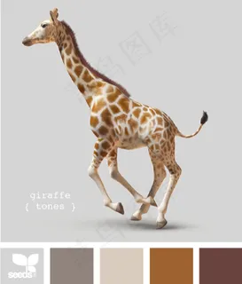 动物配色色卡色彩搭配