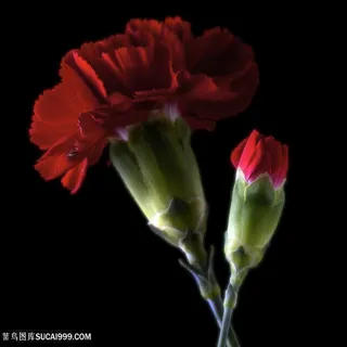 超高清大红牡丹鲜花图片 超高清大红牡丹鲜花图片