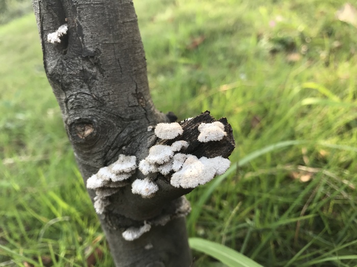 白色野生菌类特写镜头