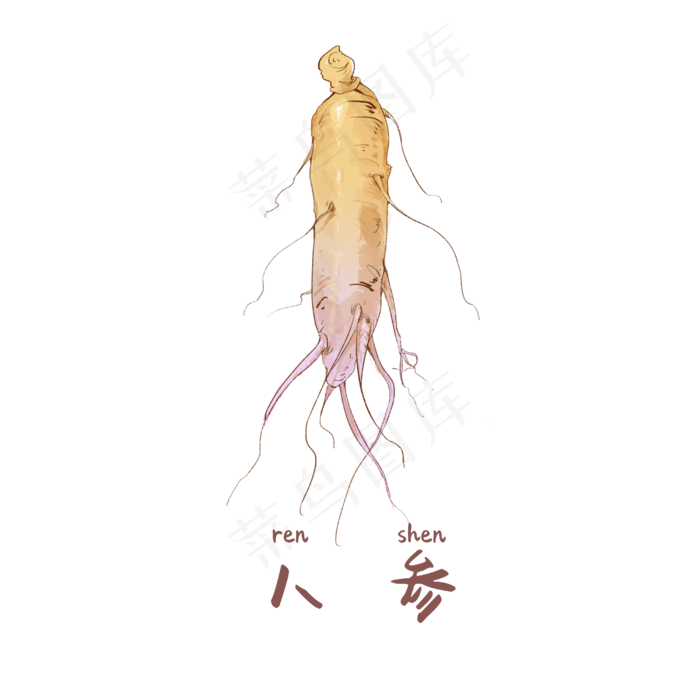 手绘草本中药药材人参