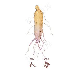 手绘草本中药药材人参