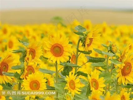 向日葵鲜花图片 向日葵鲜花图片