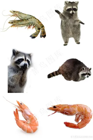 浣熊龙虾免抠素材