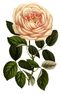 复古手绘植物花卉玫瑰花PNG免扣图案高清图片PS设计素材图
