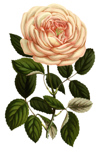 复古手绘植物花卉玫瑰花PNG免扣图案高清图片PS设计素材图