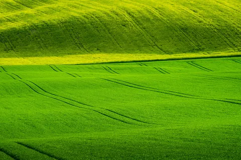 纯绿色草地图片素材