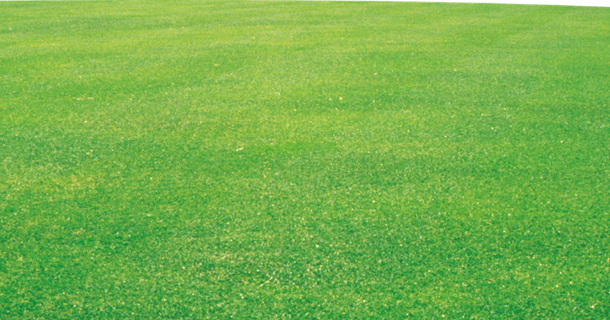 现代农业绿色草坪