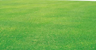 现代农业绿色草坪