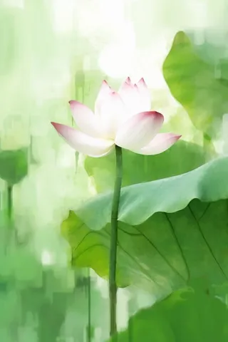 国风荷花水墨节气背景