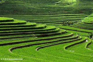 美丽的梯田景色高清图片