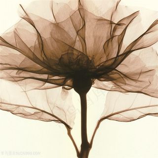 透明花高清艺术花朵装饰画