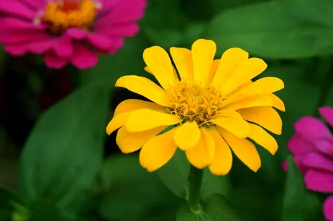 春天灿烂黄色菊花图片 春天灿烂黄色菊花图片