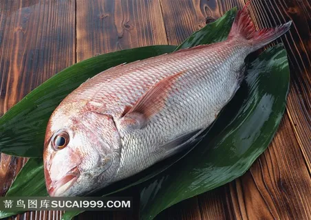 鱼摄影素材 鱼摄影素材