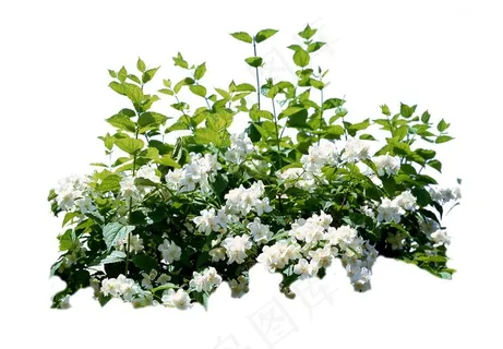 绿叶衬托的白色茶花