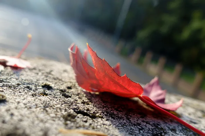 非主流逆光红色枫叶图片