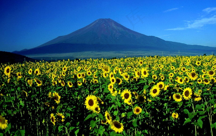 富士山下图片