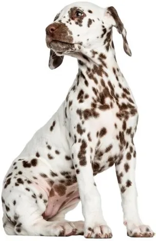 达尔马提亚小狗 PNG免抠