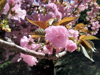 粉嫩嫩的樱花 粉嫩嫩的樱花