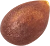 02_Apple Seed