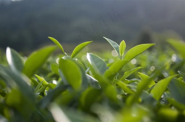 阳光下的茶叶