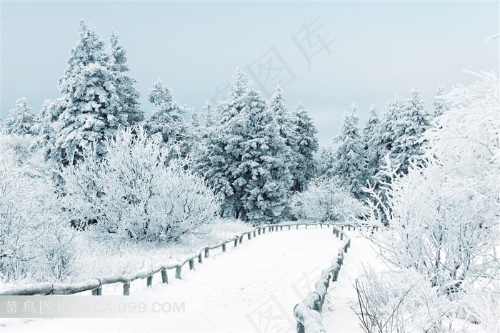美丽圣洁的雪山丛林