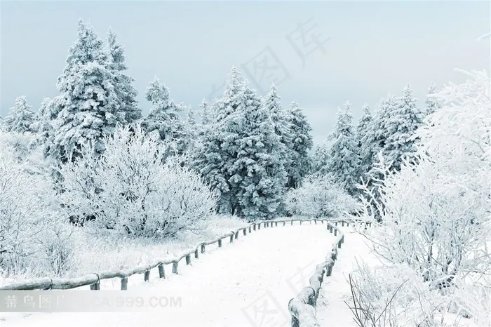 美丽圣洁的雪山丛林