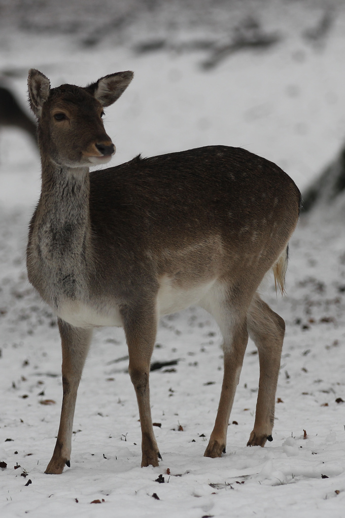 鹿野生梅花鹿动物园设计素材