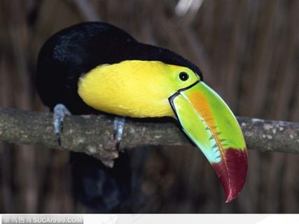 歪着头的大嘴鸟