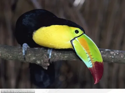 歪着头的大嘴鸟