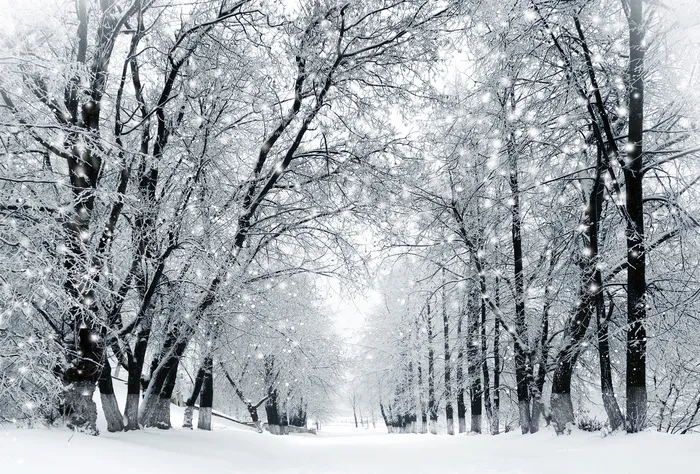 冬天的雪景高清摄影