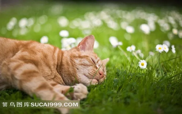 躺在草地睡着的小猫图片