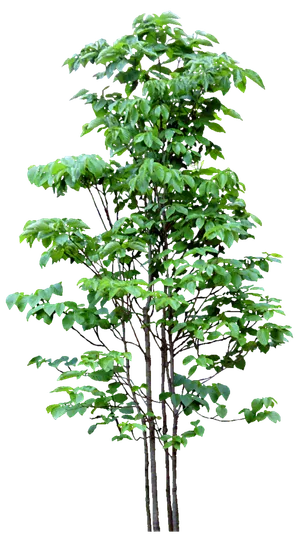 高清树木素材 免抠PSD植物素材 美术绘画园林贴图 树草灌木花草