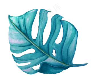 水彩插画-树叶7