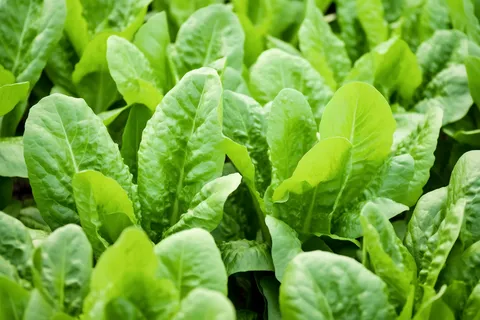 菜园里的青菜摄影图 菜园里的青菜摄影图