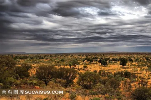 乌云密布下的荒野树木