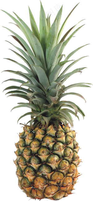 PNG 菠萝 