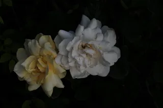 黄白双色栀子花照片