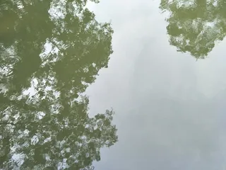 碧水蓝天影绿木