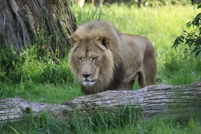 动物园狮子图片