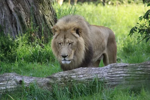 动物园狮子图片 动物园狮子图片