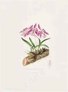 复古唯美兰花花卉装饰画 复古唯美兰花花卉装饰画