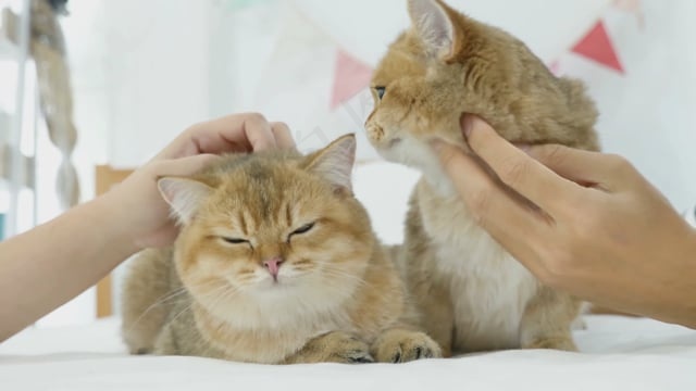 猫, 夫妻, 猫科动物, 胡须, 宠物, 国内的, 可爱的